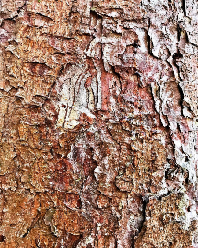 Treescape